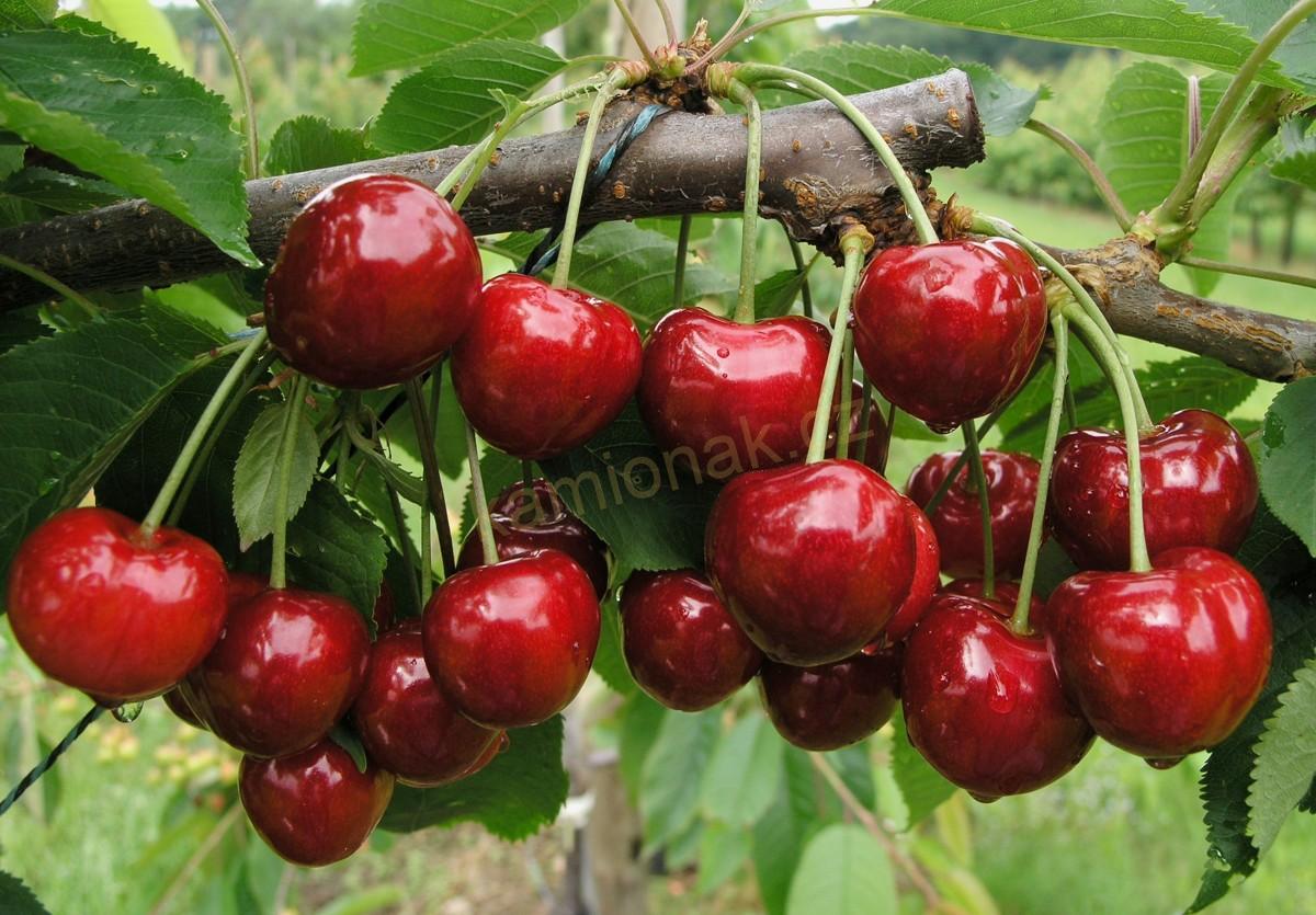 Poppy stromeček - CHERRY