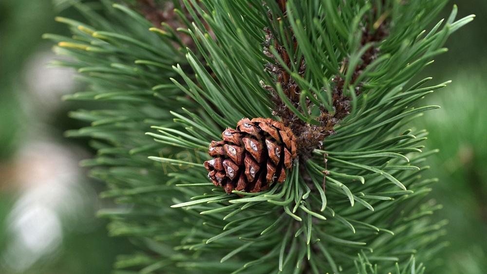 Poppy stromeček - PINE