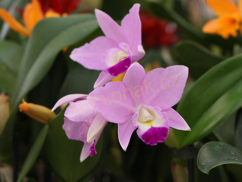 Poppy stromeček - CATTLEYA 