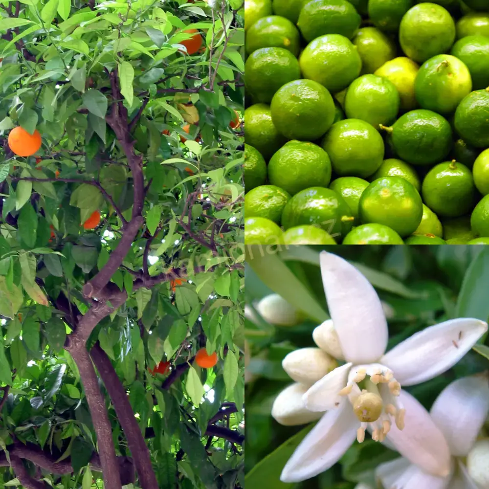 Osvěžovač Poppy original - CITRUS 150ml