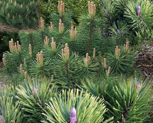 Poppy stromeček - PINE