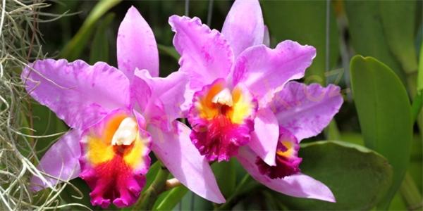 Poppy stromeček - CATTLEYA 