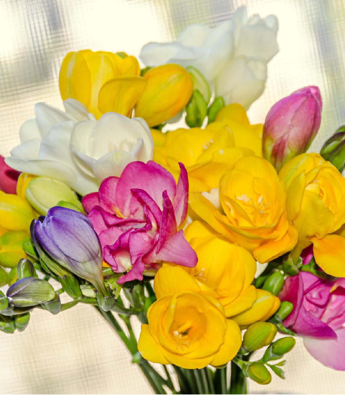 Osvěžovač Poppy original - FREESIA 150ml